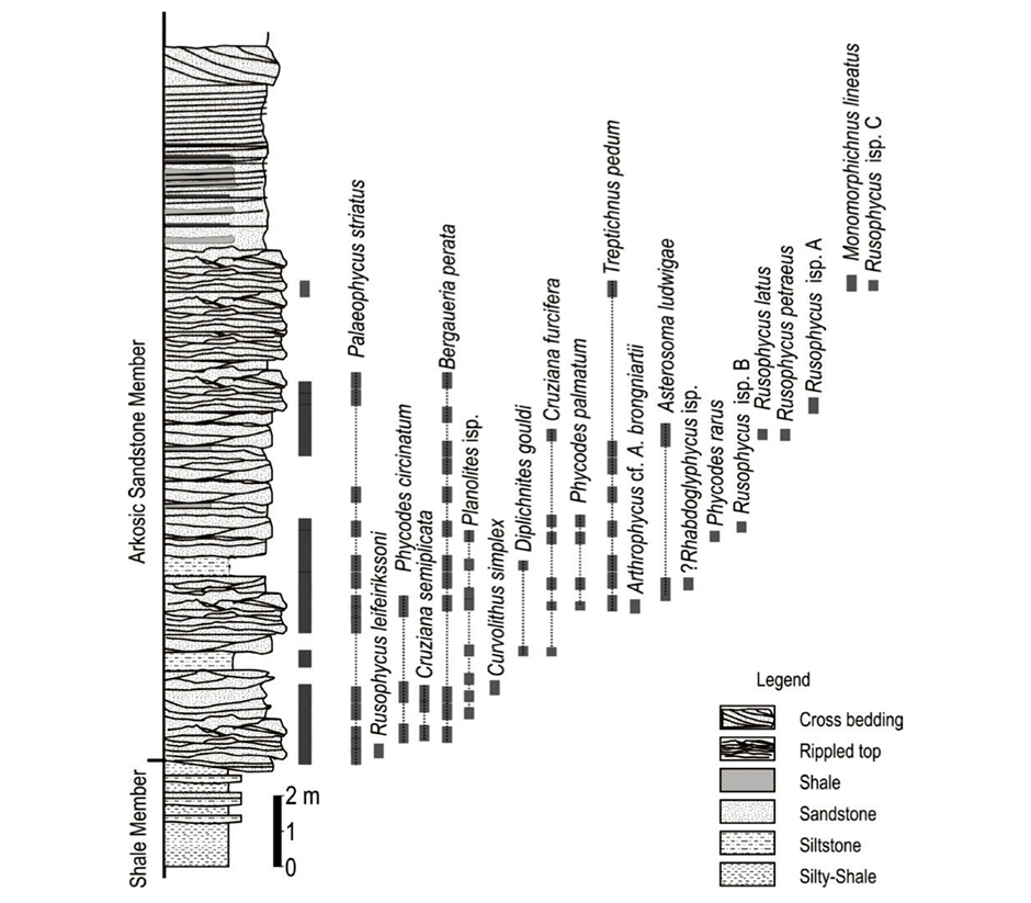 Lithological Patterns [Figure: Sedimentary structures 2 (provided by O.N Bhargava & Birendra ...